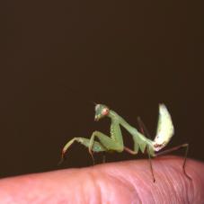 Lime Green Mantis (Taumantis sigiana)
