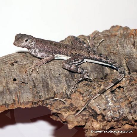 Zebra Tail Lizard