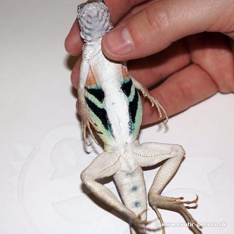 Zebra Tail Lizard - Male Underneath