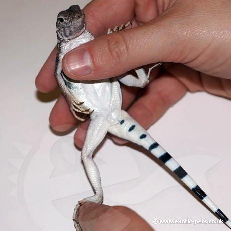 Zebra Tail Lizard - Female Underneath