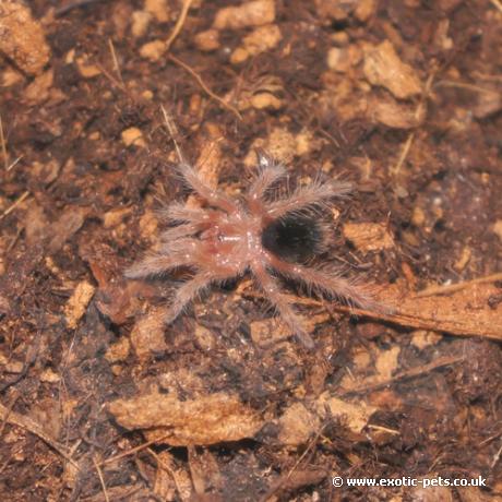 Chaco Golden knee - Spiderling