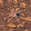Chaco Golden knee - Spiderling photo