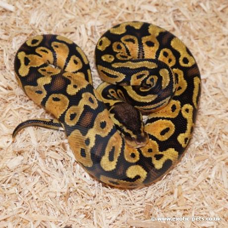 Pastel Royal Python
