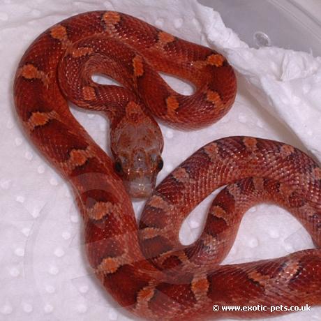 Blood Red Corn Snake