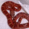 Blood Red Corn Snake photo