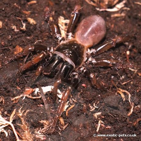 Orange Legged Trapdoor Spider