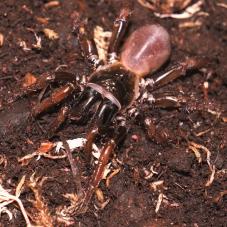 Orange Legged Trapdoor Spider (Gordyrella sp.)