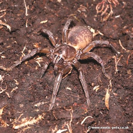 Brown Trapdoor Spider