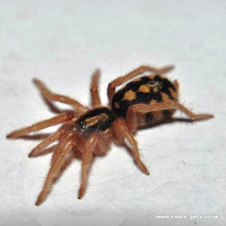 Pumpkin Patch Tarantula - Spiderling