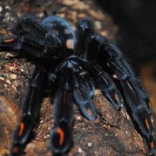 Venezuelan Suntiger (Psalmopoeus irminia)