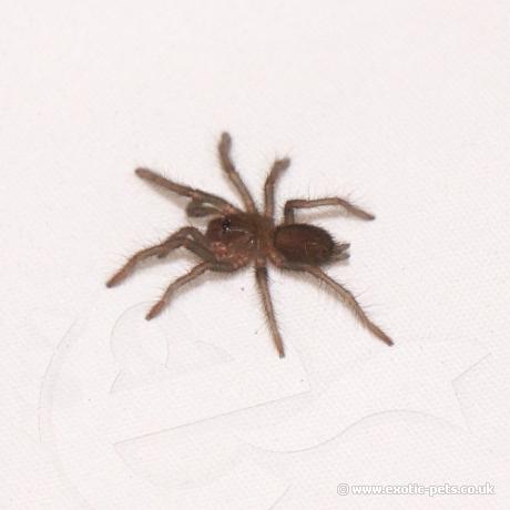 Rusty Red Baboon - Spiderling