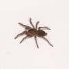 Rusty Red Baboon - Spiderling photo