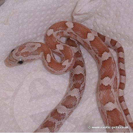 Silver Queen Corn Snake