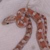 Silver Queen Corn Snake photo