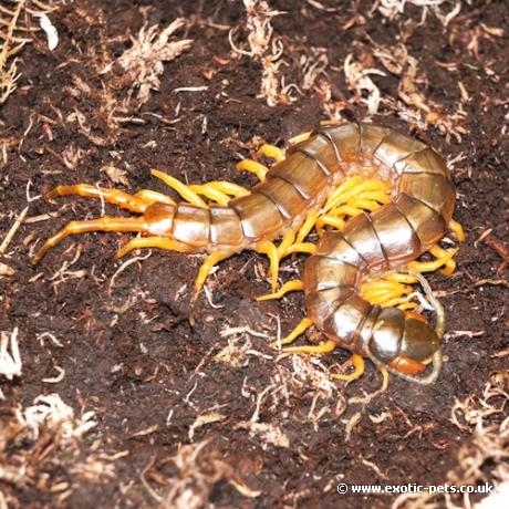 Yellow Legged Centipede