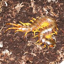 Yellow Legged Centipede (Ethmostigmus trigonopodus)