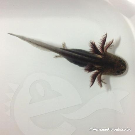 Axolotl Black Melanoid Baby Axolotl