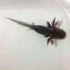 Axolotl (Black) Melanoid - Baby photo