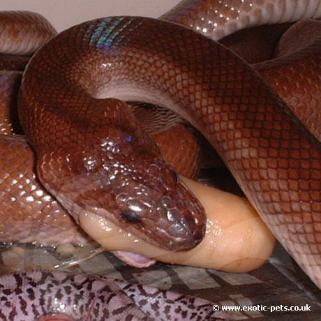 Columbian Rainbow Boa eating unfertile egg