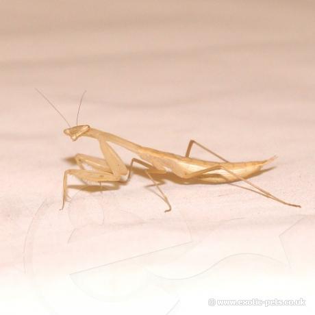 Egyptian Praying Mantis