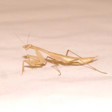 Egyptian Praying Mantis (Miomantis paykullii)