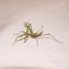 Giant Asian Mantis - Nymph photo