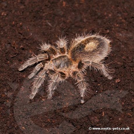 Chile Bronze Tarantula