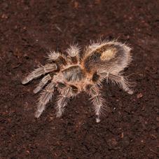 Chile Bronze Tarantula (Paraphysa sp. North)