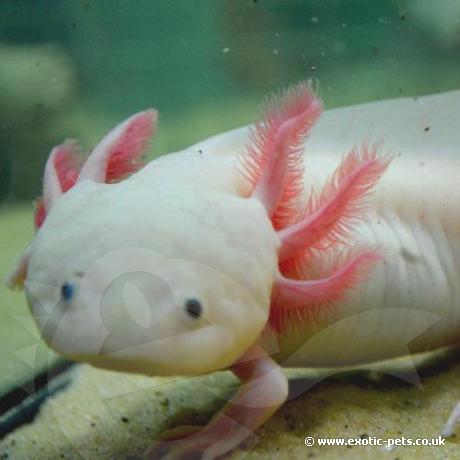 Axolotl (White) - Adult