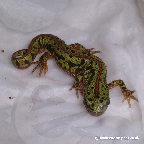 Southern Pygmy Marbled Newt