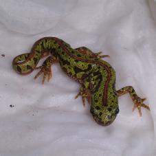 Southern Pygmy Marbled Newt (Triturus pygmaeus)