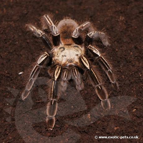 Skeleton Tarantula