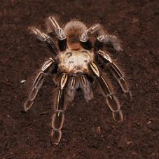 Skeleton Tarantula (Ephebopus murinus)