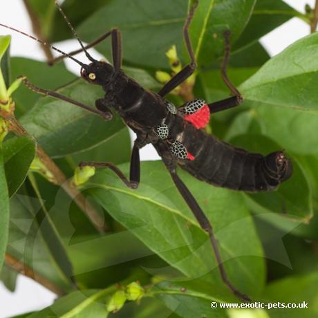 Black Beauty Stick Insect