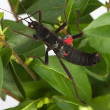 Black Beauty Stick Insect (Peruphasma schultei)