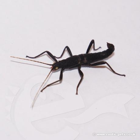 Black Beauty Stick Insect - Nymph