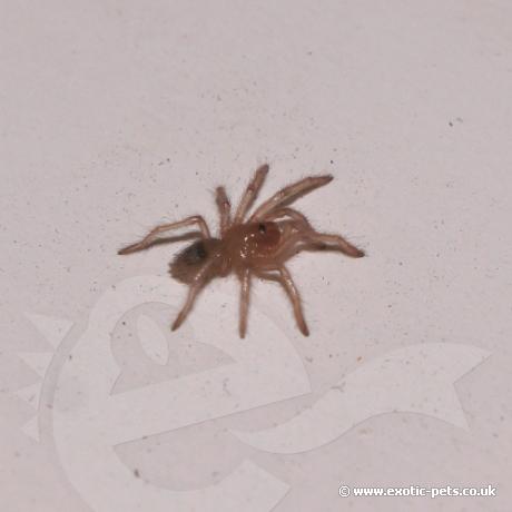 Chile Flame Spiderling