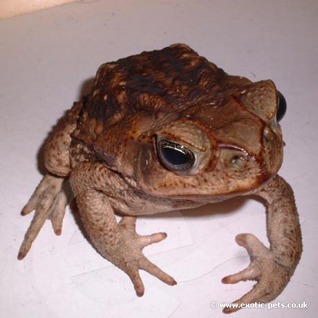 Cane Toad