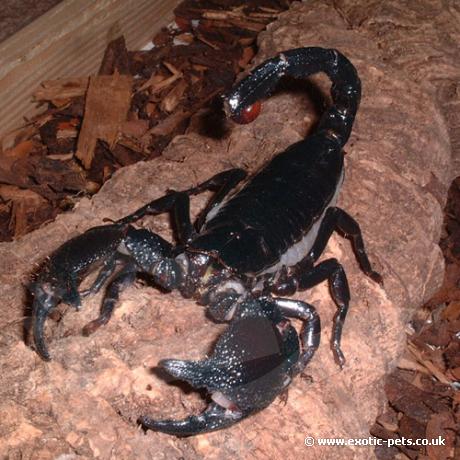 Emperor Scorpion