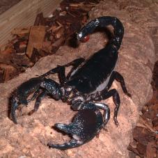 Emperor Scorpion (Pandinus imperator)