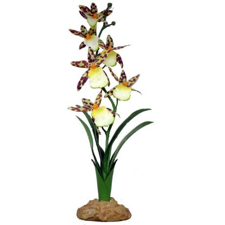Komodo Spider Orchid