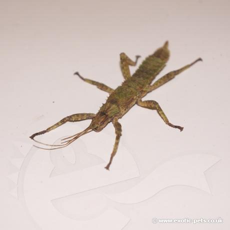 New Guinea Spiny Stick Insect - Nymph