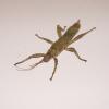 New Guinea Spiny Stick Insect - Nymph photo