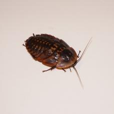 Deaths Head Cockroach (Blaberus craniifer)