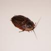Deaths Head Cockroach - Nymph photo