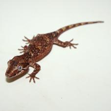 Gargoyle Gecko (Rhacodactylus auriculatus)