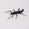 Black Beauty Stick Insect - (CB) Nymph - GROUP of 5