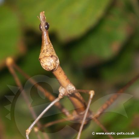 Horse Head Grasshopper