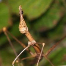 Horse Head Grasshopper (Psuedoproscopia latirostris)