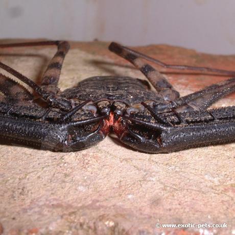 Close up of a Tail-less Whip Scorpion